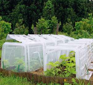 pflanztunnel-bietet-schutz-im-garten